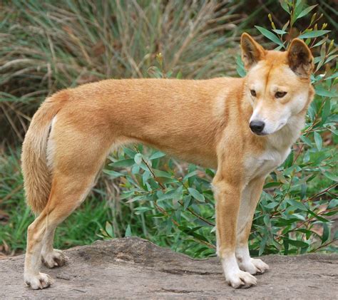 dingo fur facts